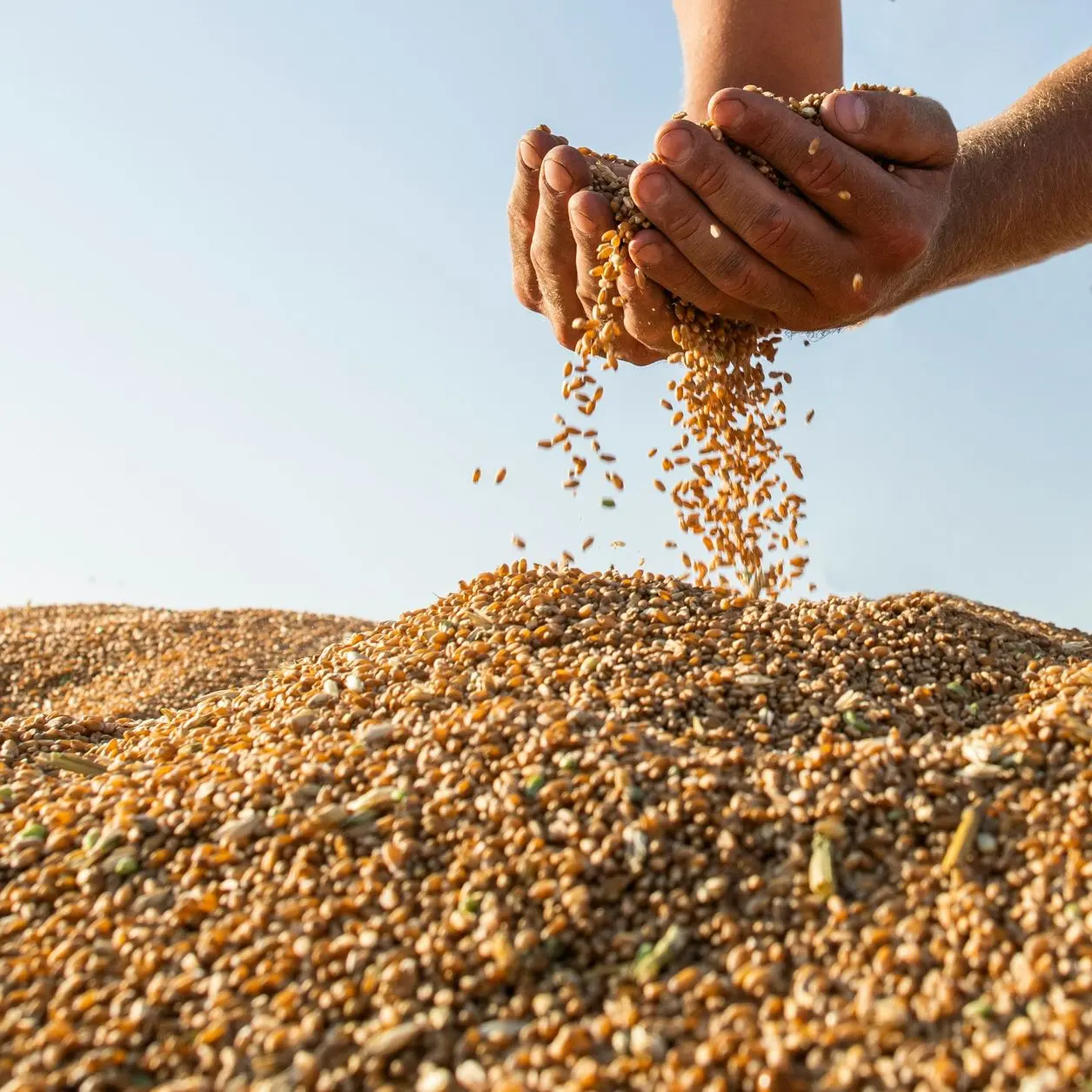 [PM.5205.RP] Mennonite Wheat Grains / Natural / 1Kg