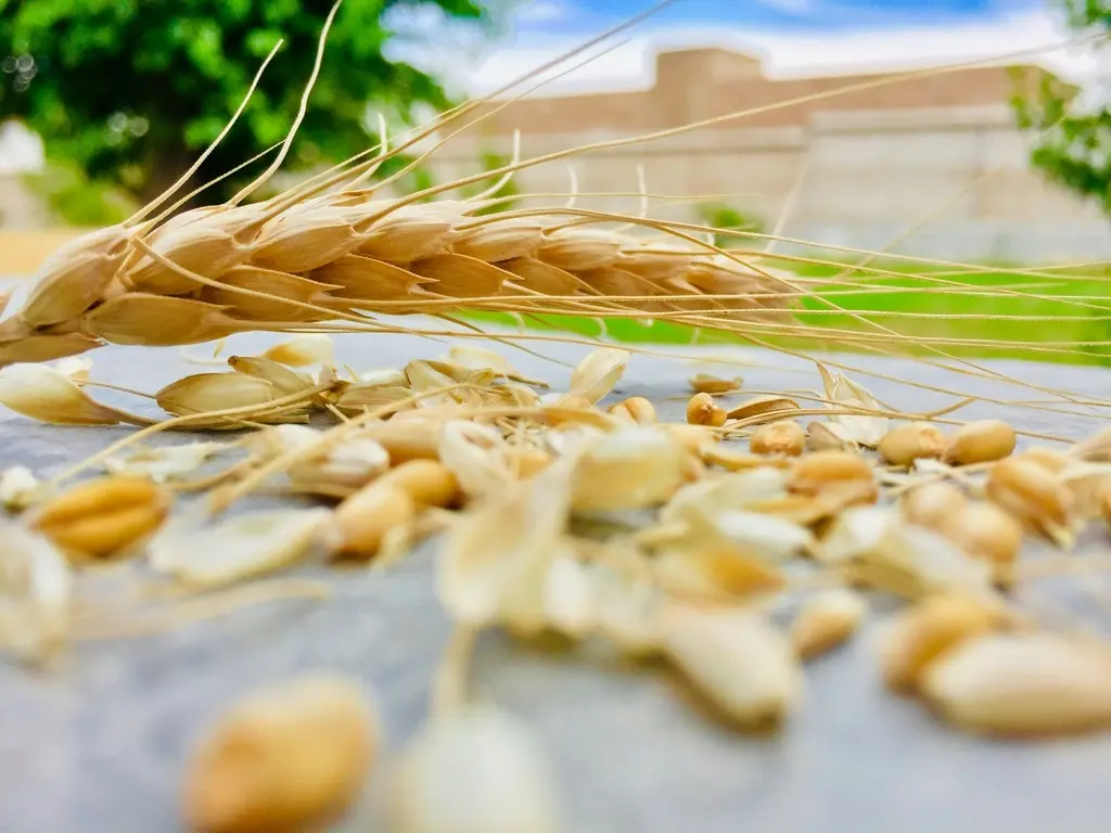 [PV.1103.RP] Jesuit Wheat Grains / Organic / 1Kg