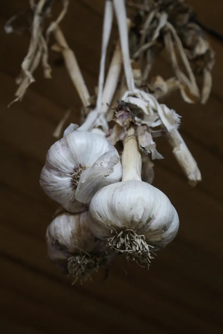 [PV.1834.RP] Garlic granules / organic / 50g