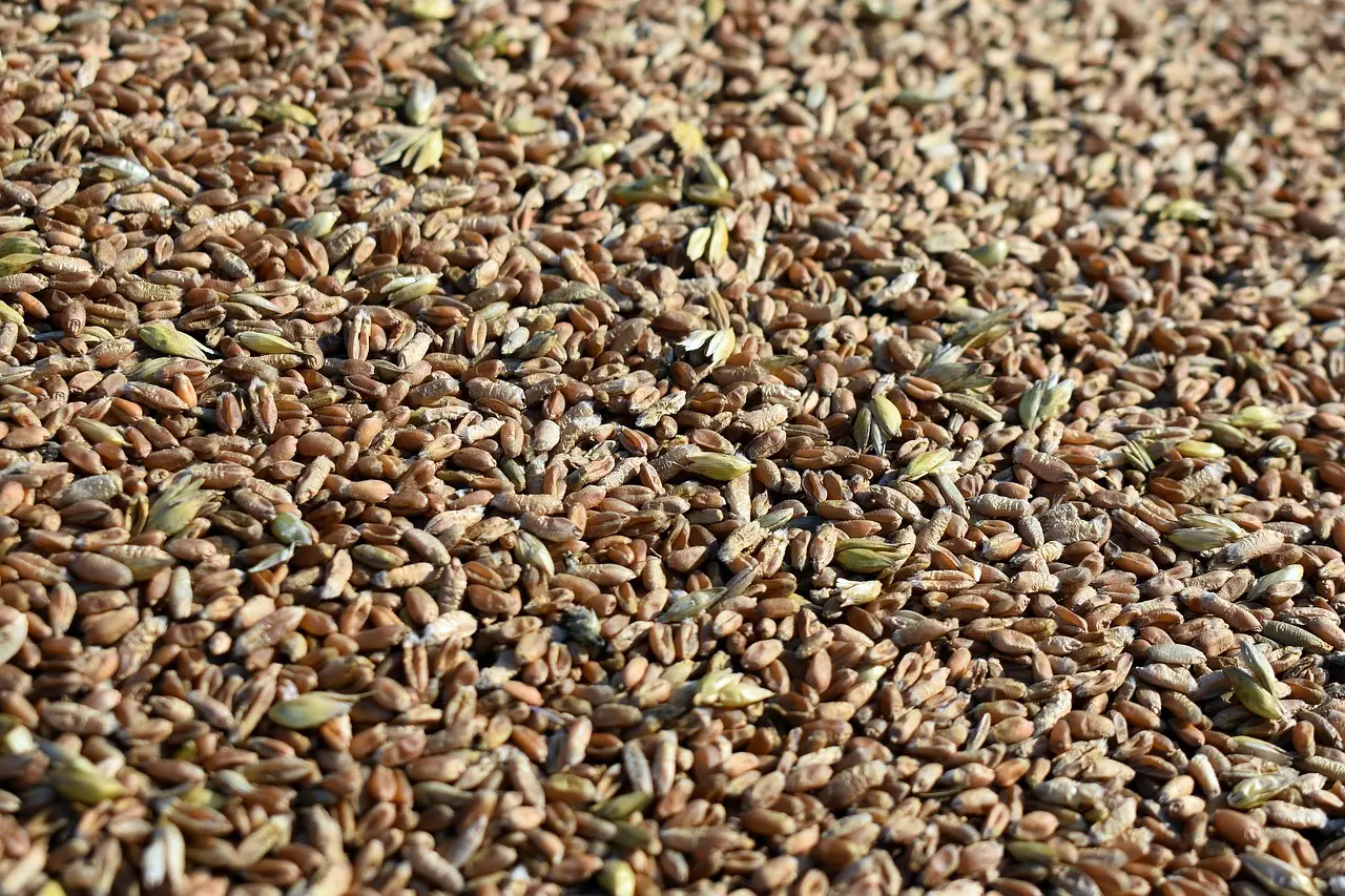[PM.5202.B45] Rye grains / organic / 45Kg