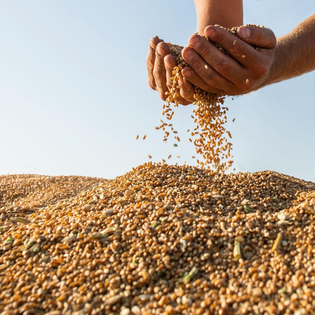 [PM.5205.B30] Mennonite Wheat Grains / Natural / 30Kg
