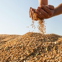 [PM.5205.B30] Mennonite Wheat Grains / Natural / 30Kg