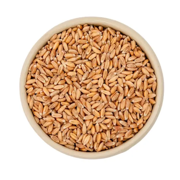 spelt grains / organic / 1 kg
